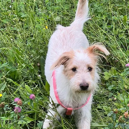 Valentino In San Francesco *